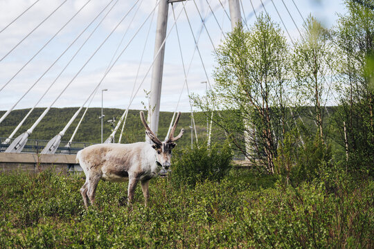 White reindeer standing near modern bridge in green Lapland landscape