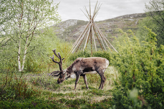 Reindeer grazing near traditional Sami lavvu in green Lapland scenery