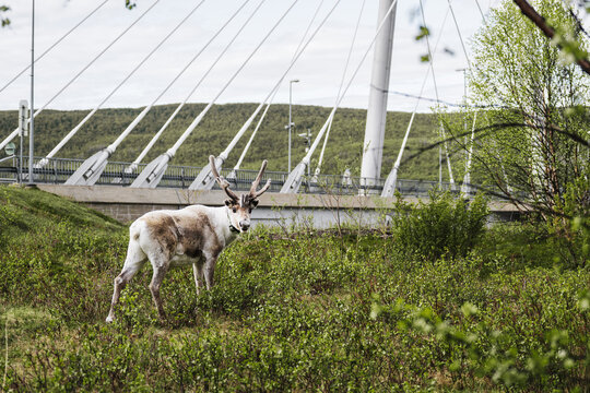 White reindeer standing near modern bridge in green Lapland landscape