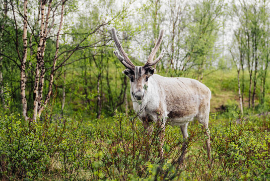 White reindeer with velvet antlers in lush birch forest of Lapland