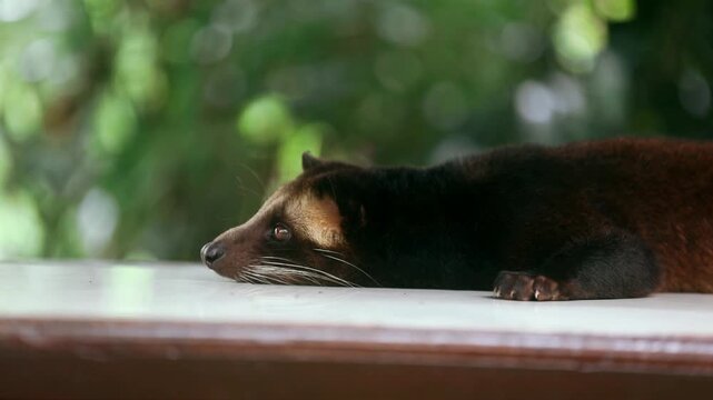 Cute Asian palm civet rests on a ledge