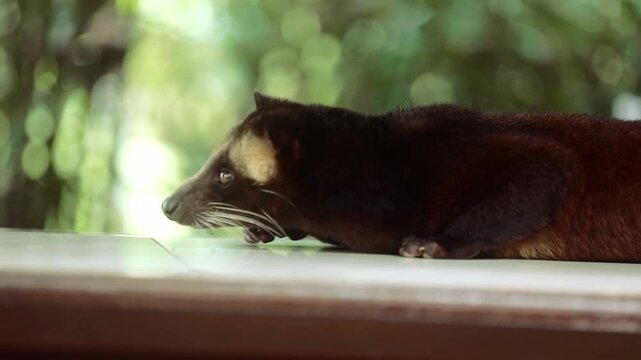 An Asian palm civet walking and resting on a ledge