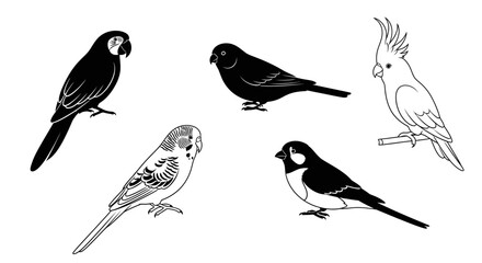 Fototapeta premium Diverse collection of popular bird species in elegant black and white line art illustrations