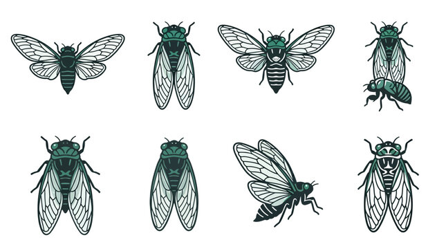 Insects Cicadas Flying Bugs Drawings.