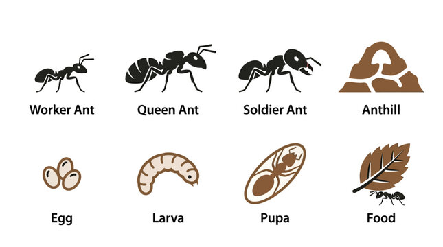 Ants and Ant Life Cycle Stages.