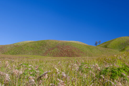 Beautiful green savanna hills of Teletubbies Hill in Mount Bromo area under a clear vibrant blue sky.