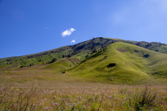 Beautiful green rolling savanna hills of Teletubbies Hill in Mount Bromo area under a clear blue sky.