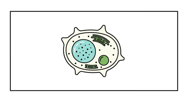 Illustration of a stylized plant cell with nucleus, vacuole, and chloroplasts