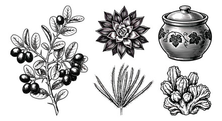 Vintage botanical engraving set, hand drawn succulent and cactus illustrations, black and white berry branch and ceramic pot vector art © muhammad