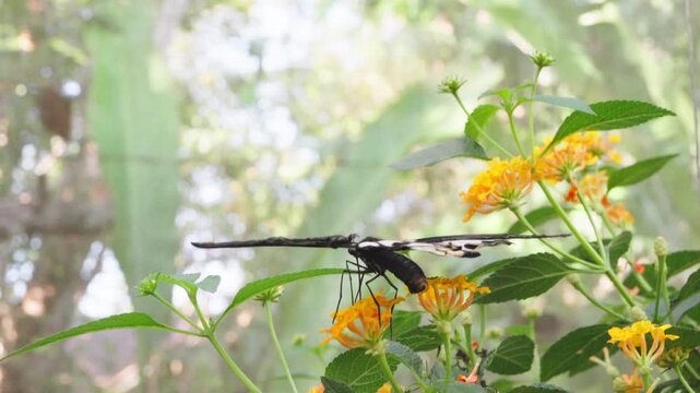 Great Mormon butterfly (Papilio memnon) with striking black and white wings resting openly on vibrant yellow and orange flowers in a tropical environment.
