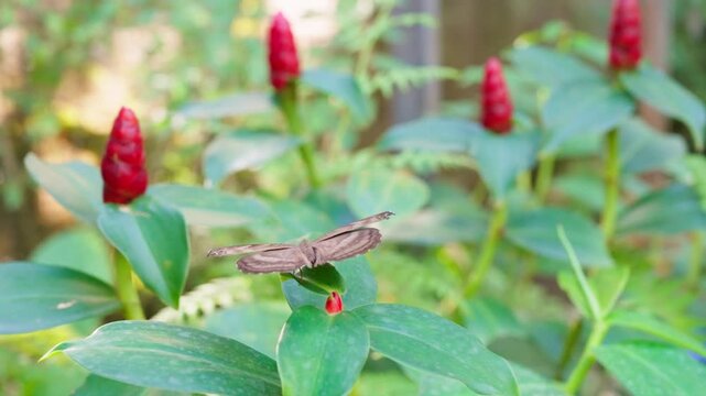 Chocolate Soldier butterfly (Junonia iphita) with closed wings resting on a vivid red ginger costus flower amid lush tropical foliage, capturing a serene garden habitat.