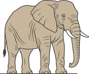Fototapeta premium African elephant vector illustration, isolated wild animal graphic, large standing mammal design, safari nature wildlife drawing, zoo creature line art