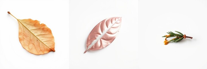 Obraz premium Autumn foliage displays varying colors, textures. Leaves present natural beauty, delicate details. Minimalist composition, white background.