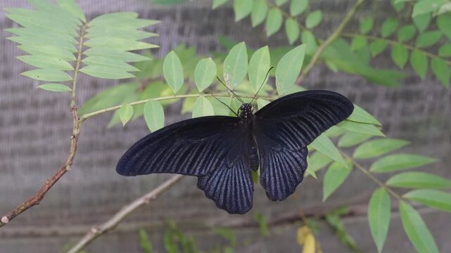 Black Great Mormon butterfly, Papilio memnon, resting with its wings spread on a leafy branch, showcasing intricate patterns against a soft green and muted background, Thailand