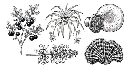 Vintage botanical illustrations set, hand drawn black and white plant sketches, engraved berry branch and floral elements vector © muhammad