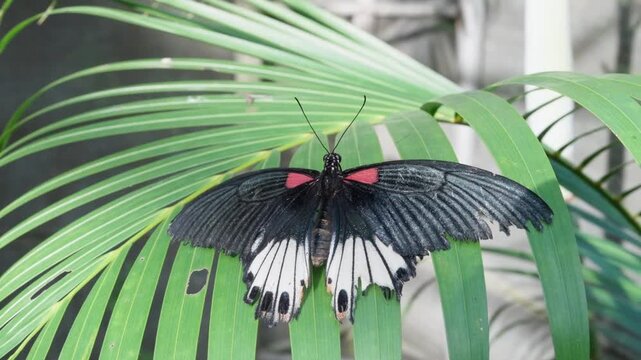 Great Mormon butterfly (Papilio memnon) with dark wings, red markings, and torn edges resting on a vibrant green palm frond in Thailand, showcasing tropical wildlife.