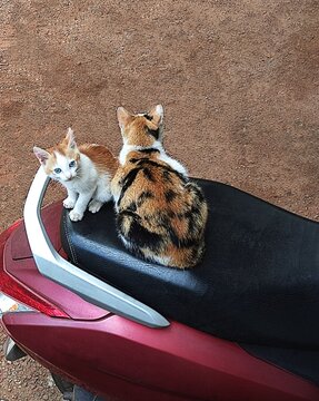 Calico mother cat and ginger kitten on a scooter seat on Temple Road in Arambol Goa