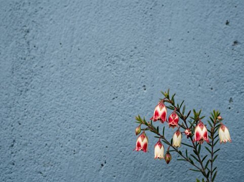 Beautiful bellshaped flowers of a boronia plant against a blue wall