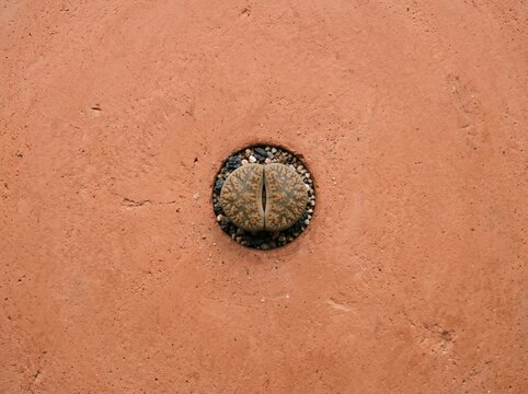 Top view of a single lithops succulent plant in a terracotta pot