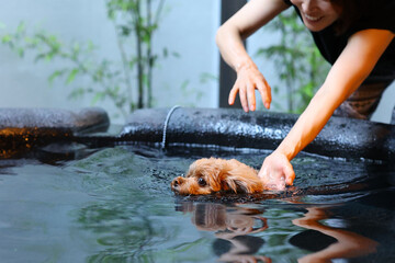 お風呂で遊ぶ飼い主とトイ・プードル © ぬいぐるみ王国