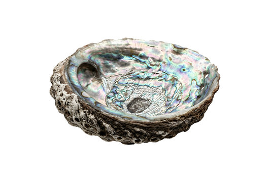 Iridescent abalone shell with mother of pearl interior, polished paua shell for smudging and jewelry display, natural organic sea shell bowl isolated on Transparent Background