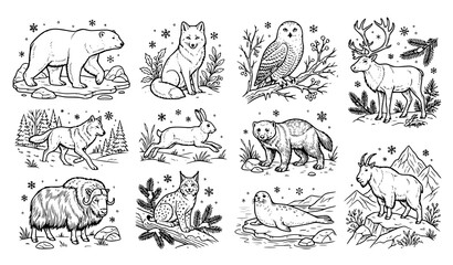 Detailed coloring book page layout featuring arctic wildlife, polar bears, and northern animals © Songkari