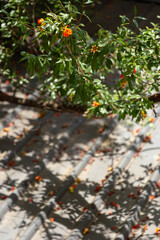 Fototapeta premium A still life photograph of a pomegranate tree silhouette against a stone pavement, dappled sunlight, and fallen petals in a traditional Chinese courtyard.