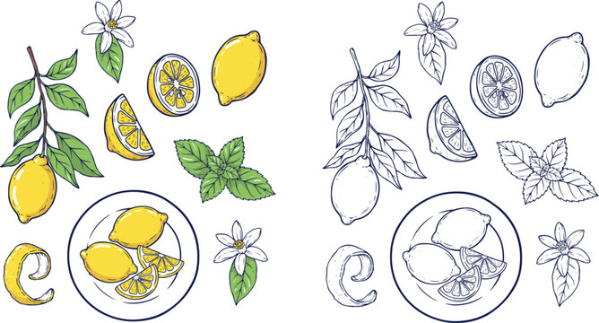 Hand drawn lemon fruit vector elements with whole slices zest blossom and mint leaves for citrus lemonade branding templateHand drawn lemon fruit vector elements with whole slices zest blossom and min