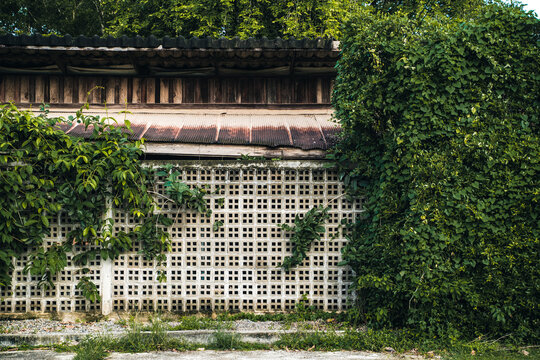 Rustic Asian style concrete breezeway block wall texture with green climbing plants background.