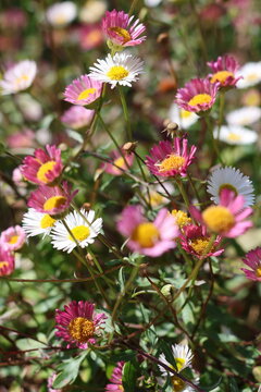 Fleurs au bord de la c&ocirc;te atlantique &agrave; Brigneau, commune de Mo&euml;lan-sur-Mer, pays de Quimperl&eacute; (Bretagne, Finist&egrave;re, France)