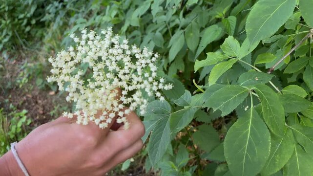 Collecting Elderflowers of Black Elder (Sambucus nigra)