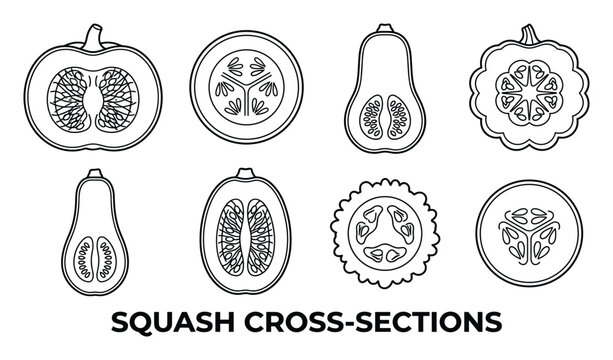 Cross sections of various squash and gourds showing seeds and texture on white.