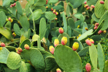 Prickly pear cactus with ripe red and yellow fruits, desert plant edible produce, natural growth and botanical garden © Pixel-Shot