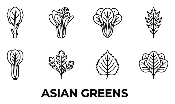 Outline drawings of various asian greens like bok choy and lettuce used in salads and cooking.