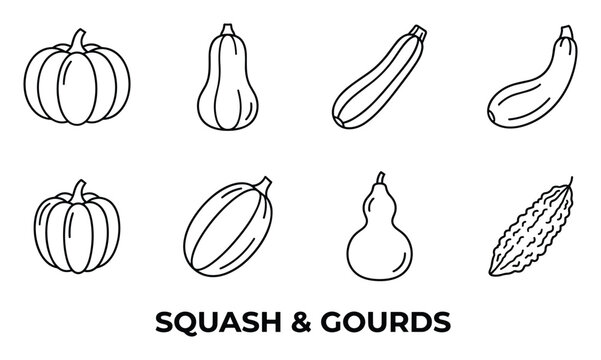 Set of squash and gourds vegetables icons on white background for healthy food.