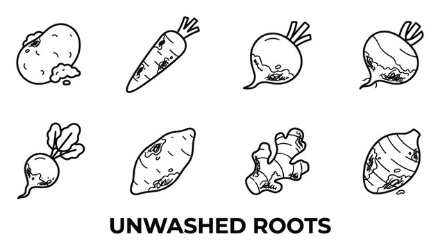 Unwashed root vegetables and tubers illustration set in outline style.