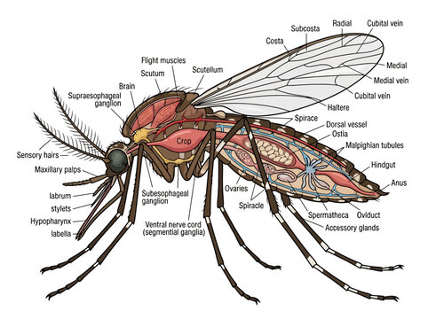 Anatomical diagram of a mosquito showing internal organs and external structures.