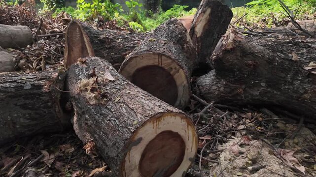 Close-up tracking shot of large sawn timber logs with visible rings lying over dry autumn leaves on a park field, showing deforested natural texture.
