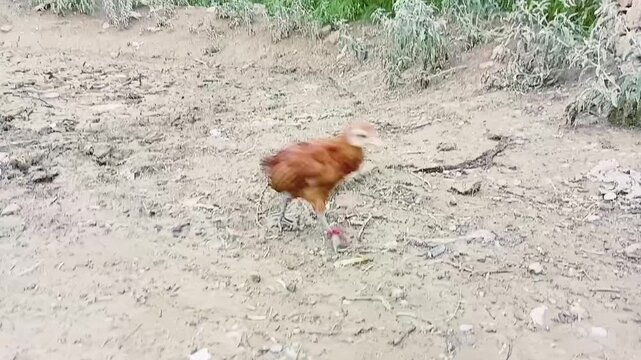 Brown Aseel chick walking on muddy ground in rural area