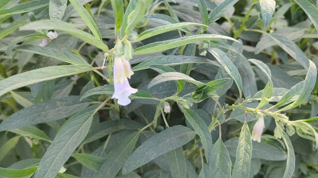 Sesame plant flowering in agricultural field