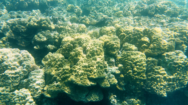Massive Porites Hard Coral Formations in Shallow Palau Reef Waters