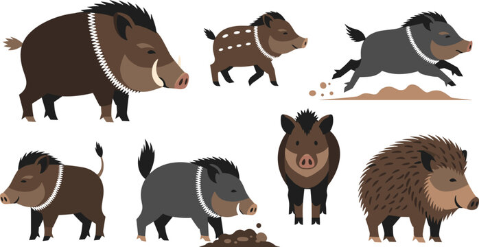 Wild Boar and Feral Pig Wildlife Vector Illustration Set Featuring Flat Cartoon Sus Scrofa Characters Running Foraging and Standing on White Background