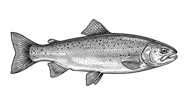 Hand Drawn Trout Ink Sketch in Vintage Cross Hatching Engraved Style