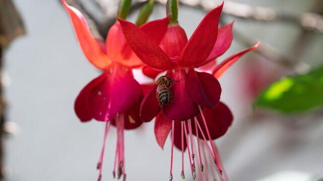 Abeja polinizando una flor fucsia.