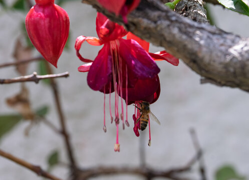 Abeja polinizando una flor fucsia.
