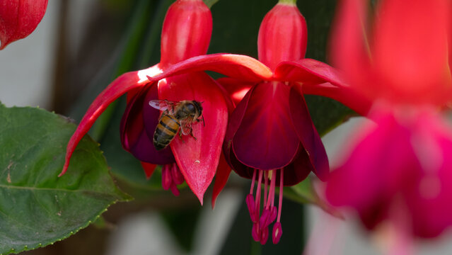 Abeja polinizando una flor fucsia.