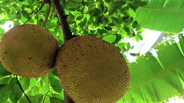 Fresh Green Jackfruits Hanging on Tree Branch with Lush Green Leaves in Tropical Setting