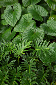 close up of green leaves pattern in Southeast Asia, Thailand
