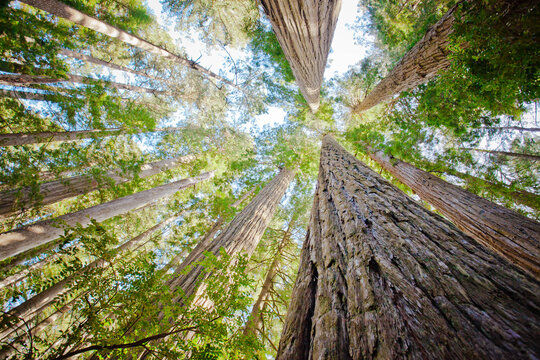 Redwood trees in jedediah smith redwoods state park