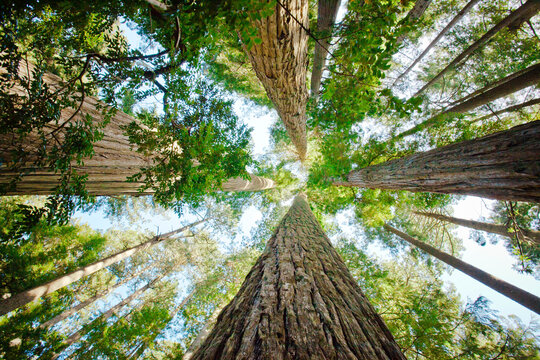 Low angle view of giant redwood trees